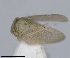  (Euphyllura straminea - RMNH.INS.1646836)  @11 [ ] by-nc-sa (2024) Unspecified Naturalis Biodiversity Centre