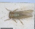  ( - RMNH.INS.1646848)  @11 [ ] by-nc-sa (2024) Unspecified Naturalis Biodiversity Centre