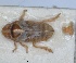  ( - RMNH.INS.1646850)  @11 [ ] by-nc-sa (2024) Unspecified Naturalis Biodiversity Centre