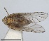  (Trypetimorpha fenestrata - RMNH.INS.1646851)  @11 [ ] by-nc-sa (2024) Unspecified Naturalis Biodiversity Centre