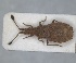  ( - RMNH.INS.1646854)  @11 [ ] by-nc-sa (2024) Unspecified Naturalis Biodiversity Centre