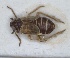  ( - RMNH.INS.1647120)  @11 [ ] by-nc-sa (2024) Unspecified Naturalis Biodiversity Centre