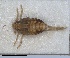  (Megamelodes quadrimaculatus - RMNH.INS.1647135)  @11 [ ] by-nc-sa (2024) Unspecified Naturalis Biodiversity Centre