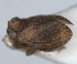  ( - RMNH.INS.1647140)  @11 [ ] by-nc-sa (2024) Unspecified Naturalis Biodiversity Centre