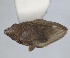  (Mycterodus denticulatus - RMNH.INS.1647142)  @11 [ ] by-nc-sa (2024) Unspecified Naturalis Biodiversity Centre