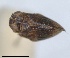  (Fieberium - RMNH.INS.1647143)  @11 [ ] by-nc-sa (2024) Unspecified Naturalis Biodiversity Centre