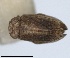  (Bergevinium - RMNH.INS.1647144)  @11 [ ] by-nc-sa (2024) Unspecified Naturalis Biodiversity Centre