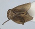  (Libanissum - RMNH.INS.1647146)  @11 [ ] by-nc-sa (2024) Unspecified Naturalis Biodiversity Centre