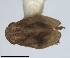  (Tshurtshurnella zelleri - RMNH.INS.1647148)  @11 [ ] by-nc-sa (2024) Unspecified Naturalis Biodiversity Centre