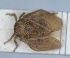  (Palmallorcus - RMNH.INS.1647149)  @11 [ ] by-nc-sa (2024) Unspecified Naturalis Biodiversity Centre