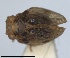  ( - RMNH.INS.1647150)  @11 [ ] by-nc-sa (2024) Unspecified Naturalis Biodiversity Centre