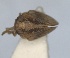  ( - RMNH.INS.1647153)  @11 [ ] by-nc-sa (2024) Unspecified Naturalis Biodiversity Centre