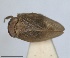  (Mulsantereum - RMNH.INS.1647154)  @11 [ ] by-nc-sa (2024) Unspecified Naturalis Biodiversity Centre