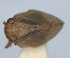  ( - RMNH.INS.1647155)  @11 [ ] by-nc-sa (2024) Unspecified Naturalis Biodiversity Centre