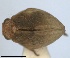  ( - RMNH.INS.1647156)  @11 [ ] by-nc-sa (2024) Unspecified Naturalis Biodiversity Centre