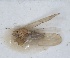  ( - RMNH.INS.1647158)  @11 [ ] by-nc-sa (2024) Unspecified Naturalis Biodiversity Centre