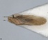  (Livia crefeldensis - RMNH.INS.1647160)  @11 [ ] by-nc-sa (2024) Unspecified Naturalis Biodiversity Centre