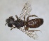  (Flavipanurgus flavus - RMNH.INS.1651945)  @11 [ ] by-nc-sa (2024) Unspecified Naturalis Biodiversity Centre