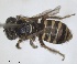 (Camptopoeum frontale - RMNH.INS.1651985)  @11 [ ] by-nc-sa (2024) Unspecified Naturalis Biodiversity Centre