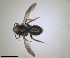  ( - RMNH.INS.1651995)  @11 [ ] by-nc-sa (2024) Unspecified Naturalis Biodiversity Centre