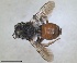  ( - RMNH.INS.1652083)  @11 [ ] by-nc-sa (2024) Unspecified Naturalis Biodiversity Centre