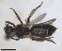  ( - RMNH.INS.1652139)  @11 [ ] by-nc-sa (2024) Unspecified Naturalis Biodiversity Centre