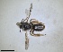  ( - RMNH.INS.1652150)  @11 [ ] by-nc-sa (2024) Unspecified Naturalis Biodiversity Centre