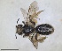  ( - RMNH.INS.1652151)  @11 [ ] by-nc-sa (2024) Unspecified Naturalis Biodiversity Centre
