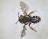  ( - RMNH.INS.1660269)  @11 [ ] by-nc-sa (2024) Unspecified Naturalis Biodiversity Centre