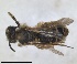  ( - RMNH.INS.1660270)  @11 [ ] by-nc-sa (2024) Unspecified Naturalis Biodiversity Centre