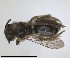  ( - RMNH.INS.1660350)  @11 [ ] by-nc-sa (2024) Unspecified Naturalis Biodiversity Centre