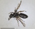  ( - RMNH.INS.1660387)  @11 [ ] by-nc-sa (2024) Unspecified Naturalis Biodiversity Centre