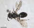  ( - RMNH.INS.1660388)  @11 [ ] by-nc-sa (2024) Unspecified Naturalis Biodiversity Centre