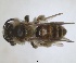  ( - RMNH.INS.1660392)  @11 [ ] by-nc-sa (2024) Unspecified Naturalis Biodiversity Centre