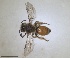  ( - RMNH.INS.1660394)  @11 [ ] by-nc-sa (2024) Unspecified Naturalis Biodiversity Centre