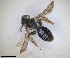  ( - RMNH.INS.1660426)  @11 [ ] by-nc-sa (2024) Unspecified Naturalis Biodiversity Centre