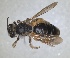  ( - RMNH.INS.1660427)  @11 [ ] by-nc-sa (2024) Unspecified Naturalis Biodiversity Centre