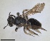  ( - RMNH.INS.1660428)  @11 [ ] by-nc-sa (2024) Unspecified Naturalis Biodiversity Centre