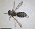  ( - RMNH.INS.1660430)  @11 [ ] by-nc-sa (2024) Unspecified Naturalis Biodiversity Centre