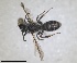  ( - RMNH.INS.1660432)  @11 [ ] by-nc-sa (2024) Unspecified Naturalis Biodiversity Centre