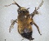  ( - RMNH.INS.1660981)  @11 [ ] by-nc-sa (2024) Unspecified Naturalis Biodiversity Centre