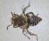  ( - RMNH.INS.1661445)  @11 [ ] by-nc-sa (2024) Unspecified Naturalis Biodiversity Centre