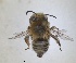 ( - RMNH.INS.1661446)  @11 [ ] by-nc-sa (2024) Unspecified Naturalis Biodiversity Centre
