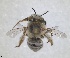  ( - RMNH.INS.1661447)  @11 [ ] by-nc-sa (2024) Unspecified Naturalis Biodiversity Centre