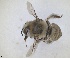  ( - RMNH.INS.1661450)  @11 [ ] by-nc-sa (2024) Unspecified Naturalis Biodiversity Centre