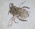  ( - RMNH.INS.1661455)  @11 [ ] by-nc-sa (2024) Unspecified Naturalis Biodiversity Centre