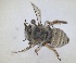  ( - RMNH.INS.1661460)  @11 [ ] by-nc-sa (2024) Unspecified Naturalis Biodiversity Centre