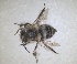  ( - RMNH.INS.1661548)  @11 [ ] by-nc-sa (2024) Unspecified Naturalis Biodiversity Centre