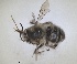  ( - RMNH.INS.1661549)  @11 [ ] by-nc-sa (2024) Unspecified Naturalis Biodiversity Centre