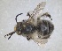  ( - RMNH.INS.1661550)  @11 [ ] by-nc-sa (2024) Unspecified Naturalis Biodiversity Centre